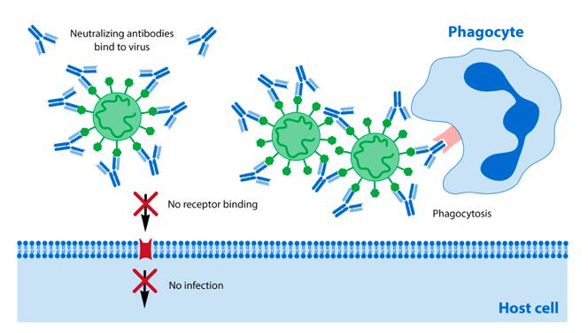 นวนิยาย Coronavirus (COVID-19) ทำให้การทดสอบแอนติบอดีเป็นกลาง