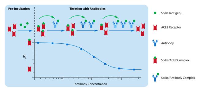 นวนิยาย Coronavirus (COVID-19) ทำให้การทดสอบแอนติบอดีเป็นกลาง